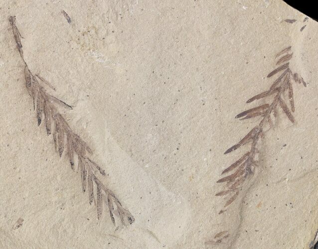 Metasequoia (Dawn Redwood) Fossil - Montana #41455